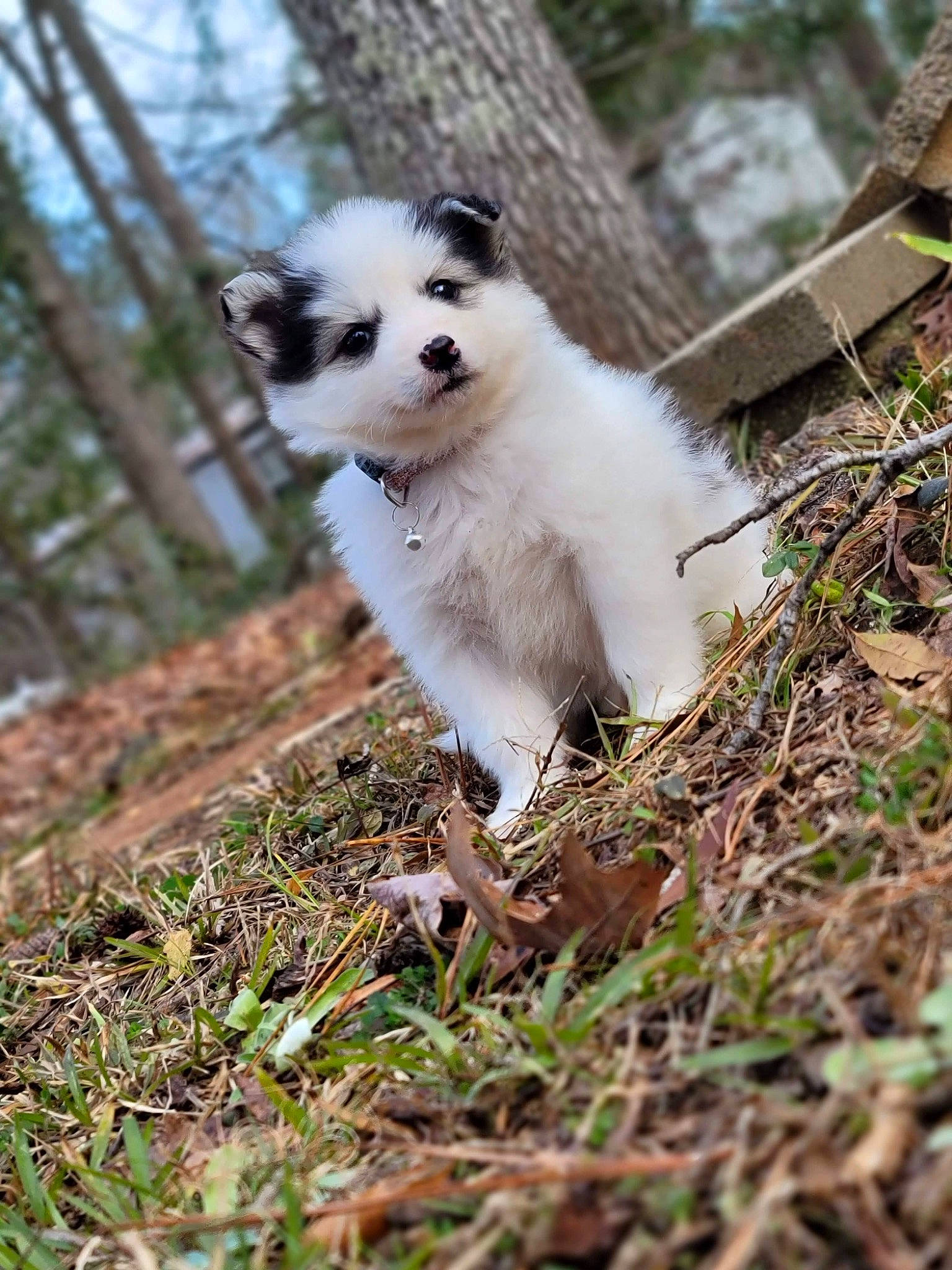 Maya is registered to the contest to win money with this photo: canidae, carnivore, companion_dog, dog, dog_breed, fawn, fur, grass, non_sporting_group, plant, sky, sporting_group, tail, terrestrial_animal, tree, twig, whiskers, wood
