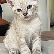 Ricard participe au concours pour gagner de l'argent avec cette photo : kitten, cat, blue_eyes, fur, pet, cute, animal, indoor, soft, whiskers, sitting, young, domestic_cat, feline, closeup, portrait, blurred_background, person, home, curious