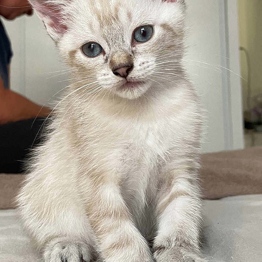 Ricard participe au concours pour gagner de l'argent avec cette photo : animal, blue_eyes, blurred_background, cat, closeup, curious, cute, domestic_cat, feline, fur, home, indoor, kitten, person, pet, portrait, sitting, soft, whiskers, young