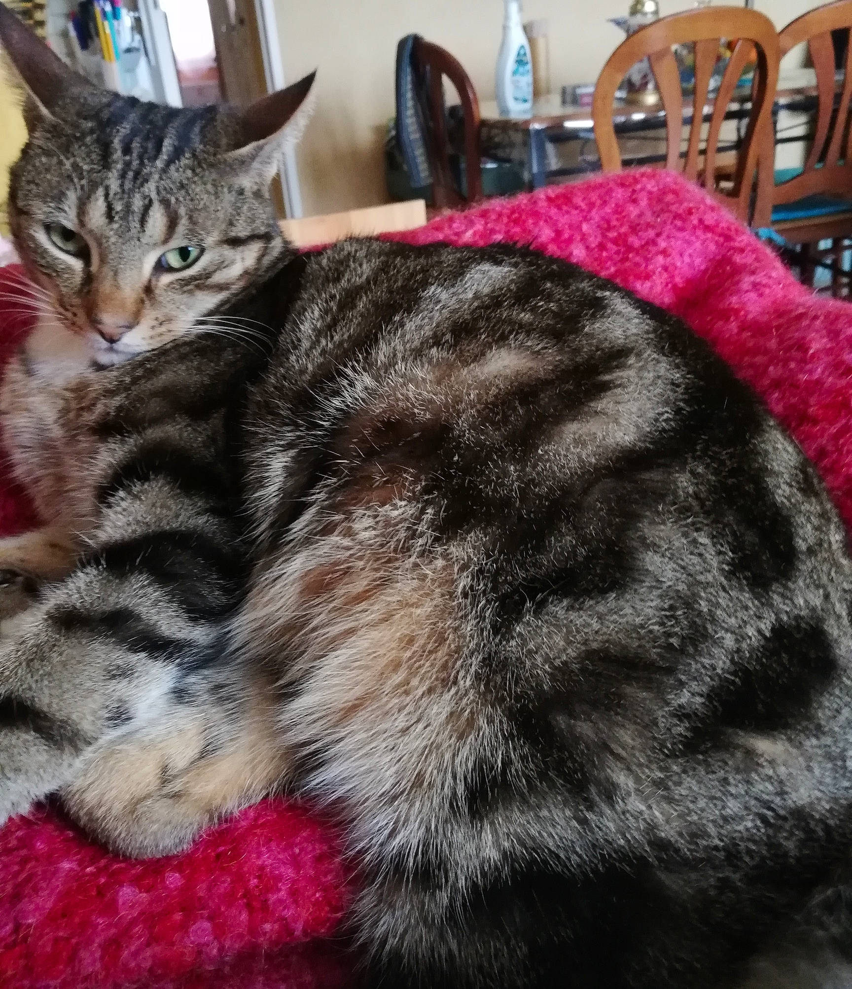 Bibi a rejoint le concours — aidez-le/la à gagner de superbes lots ! carnivore, cat, claw, comfort, domestic_short_haired_cat, felidae, fur, magenta, nap, paw, sleep, small_to_medium_sized_cats, snout, tail, terrestrial_animal, whiskers