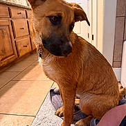 Leni Lou is registered to the contest to win money with this photo: brown_fur, canine, collar, dog, domestic_animal, door, floor, fur, home, human_leg, indoor, kitchen, looking_down, paws, pet, relaxed, tile_floor, towel, wet, wooden_cabinets