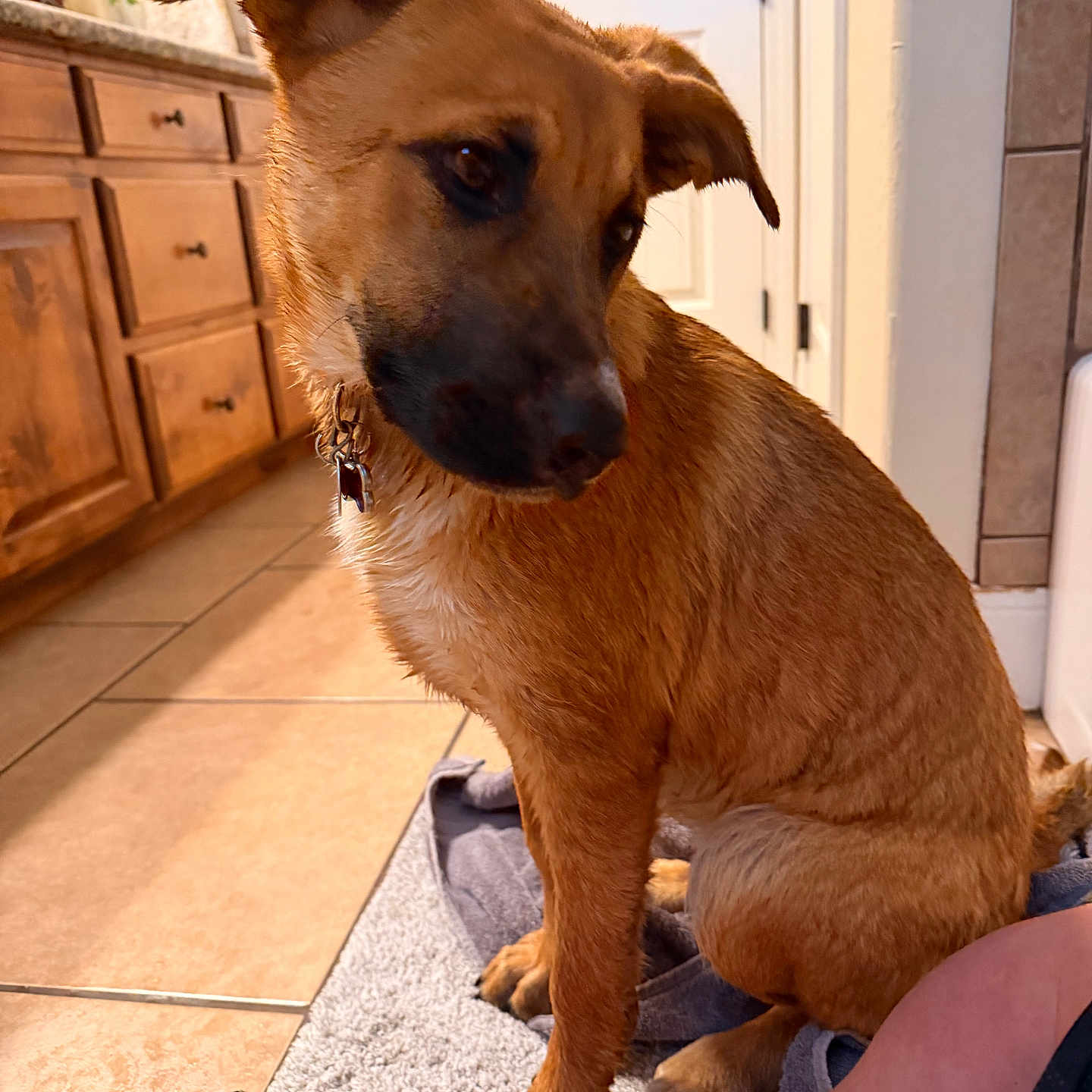 Leni Lou is registered to the contest to win money with this photo: brown_fur, canine, collar, dog, domestic_animal, door, floor, fur, home, human_leg, indoor, kitchen, looking_down, paws, pet, relaxed, tile_floor, towel, wet, wooden_cabinets