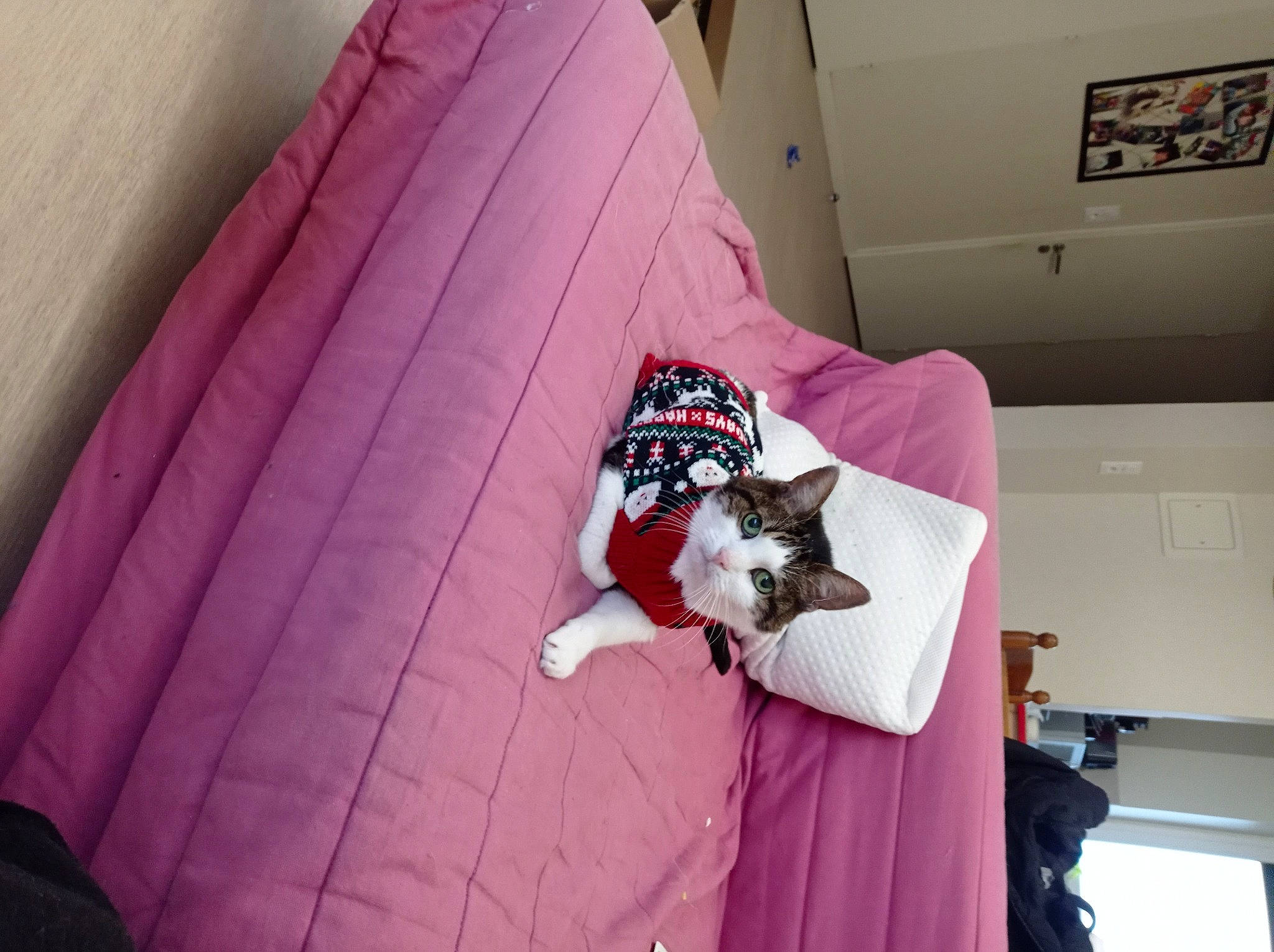 Arsouille a rejoint le concours — aidez-le/la à gagner de superbes lots ! carnivore, comfort, companion_dog, couch, dog, dog_breed, felidae, flooring, formal_wear, fur, linens, magenta, pattern, pink, purple, room, small_to_medium_sized_cats, sporting_group, tail, wood