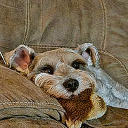 Charlie is registered to the contest to win money with this photo: dog, couch, plush_toy, relaxed, brown, pet, cozy, fur, indoors, resting, snuggling, animal, cute, companion, soft, ears, face, home, comfort, sleepy
