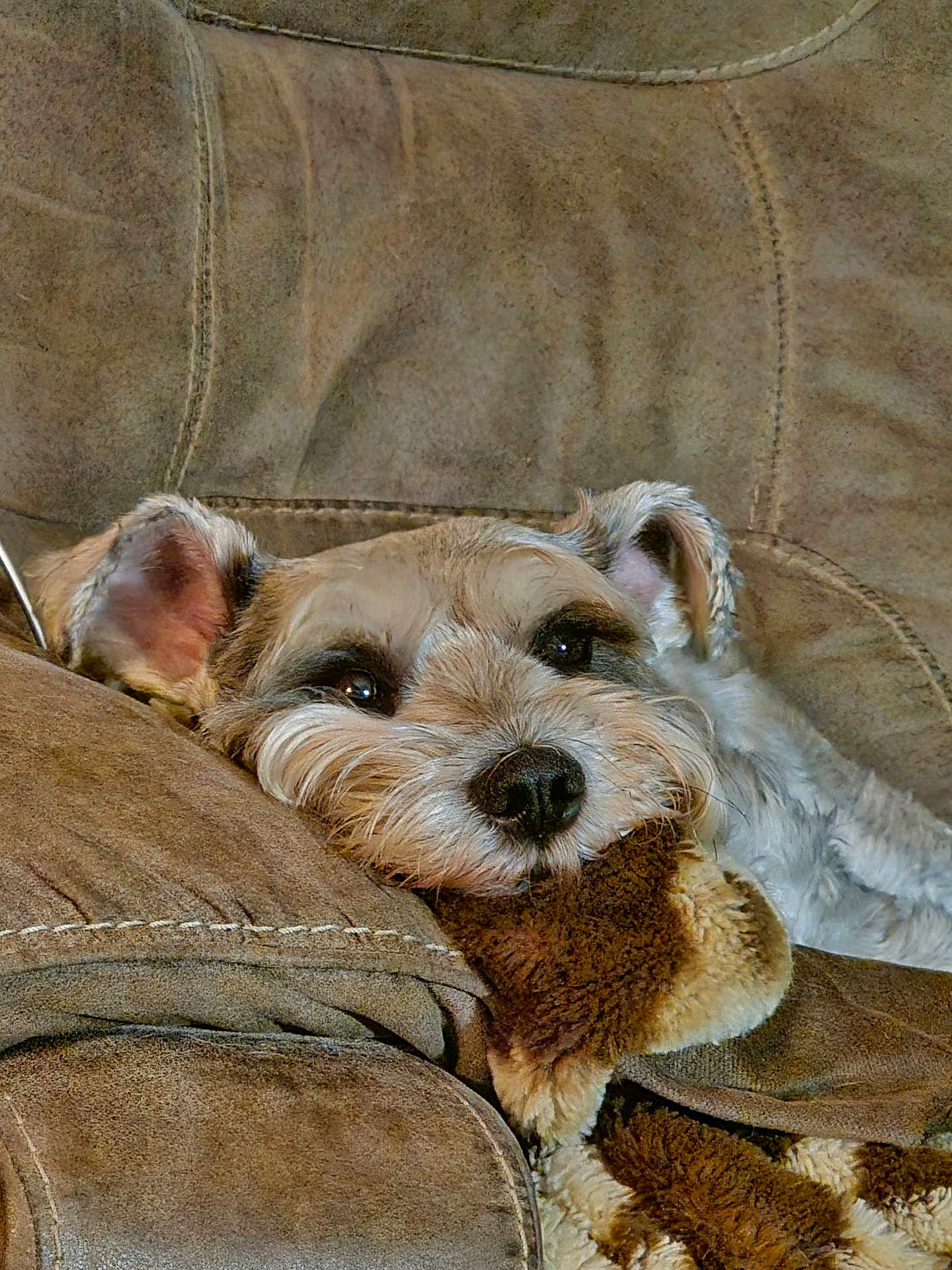 Charlie is registered to the contest to win money with this photo: dog, couch, plush_toy, relaxed, brown, pet, cozy, fur, indoors, resting, snuggling, animal, cute, companion, soft, ears, face, home, comfort, sleepy