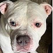 Louie joined the competition — help win amazing prizes! animal, blue_eye, brown_eye, calm, canine, carpet, close_up, dog, ears, face, furniture, heterochromia, indoor, looking_at_camera, mammal, nose, paw, pet, portrait, white_dog