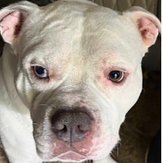 Louie