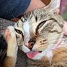 cat, tabby, tongue_out, paw, close_up, sleepy, relaxed, pet, animal, feline, whiskers, cute, domestic_animal, fur, pink_paw_pads, person_arm, indoor, resting, face, mischievous