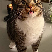 Jack is registered to the contest to win money with this photo: cat, tabby, white_paws, white_chest, wide_eyes, fangs, curious, surprised, indoor, table, chair, flowers, vase, pet, animal, fur, whiskers, standing, close_up, domestic