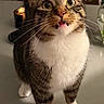 cat, tabby, white_paws, white_chest, wide_eyes, fangs, curious, surprised, indoor, table, chair, flowers, vase, pet, animal, fur, whiskers, standing, close_up, domestic