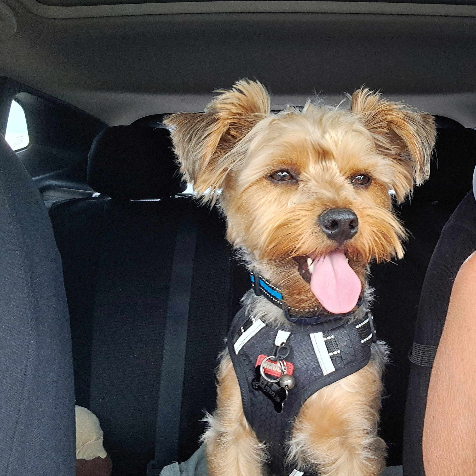 Usko a rejoint le concours — aidez-le/la à gagner de superbes lots ! backseat, car_interior, collar, companion, dog, dog_tag, domestic_animal, ears_up, furry, happy, harness, pet, seatbelt, small_dog, smiling, tan_coat, tongue_out, transportation, travel, window