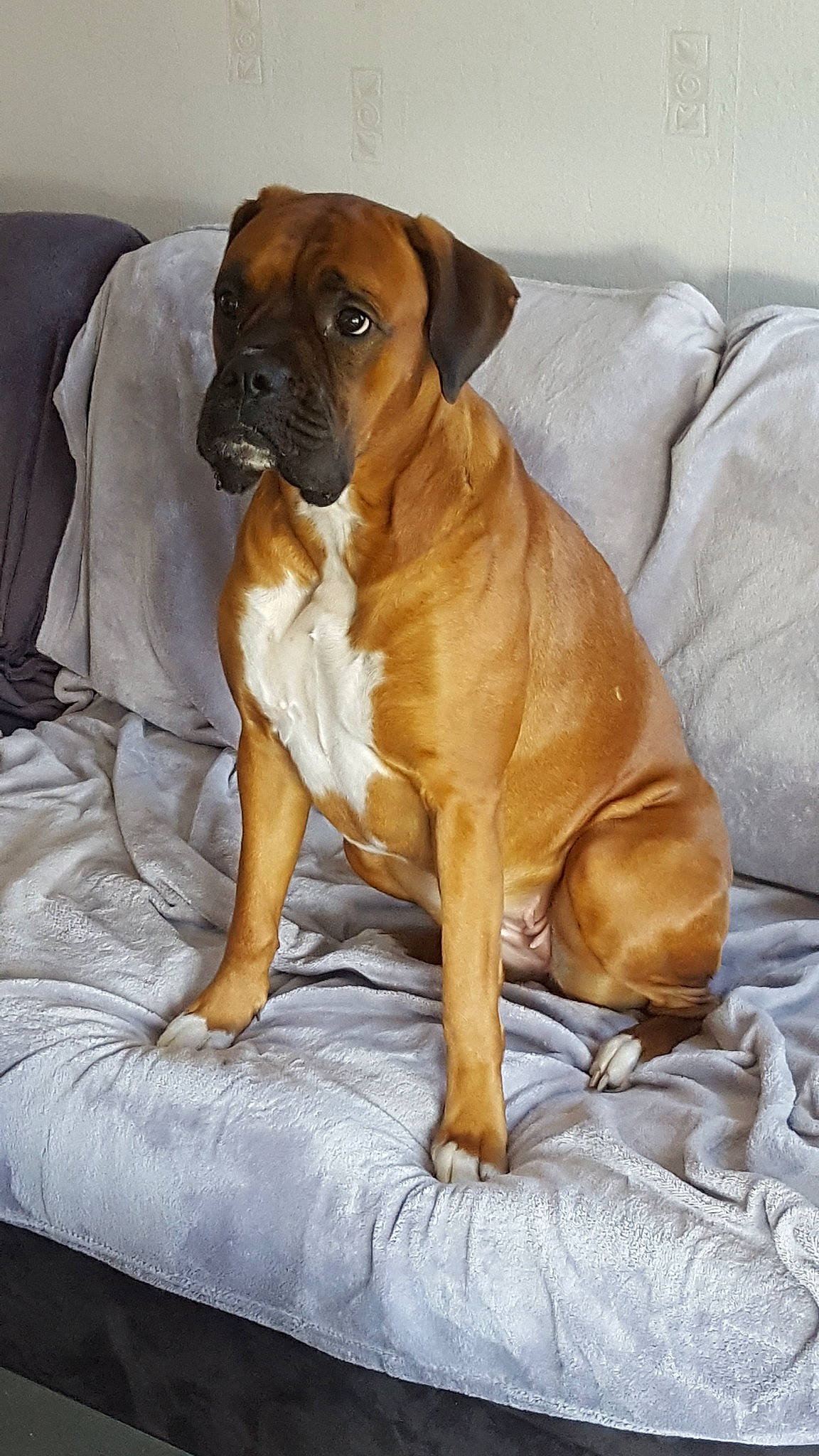 Jalia