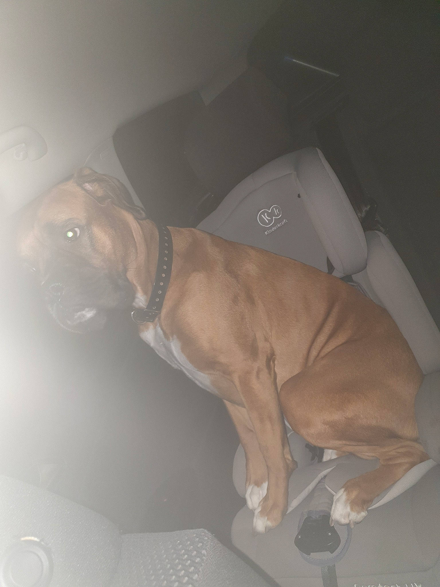 Jalia a rejoint le concours — aidez-le/la à gagner de superbes lots ! american_pit_bull_terrier, canidae, carnivore, dog, dog_breed, fawn, non_sporting_group, pit_bull, sporting_group, tail