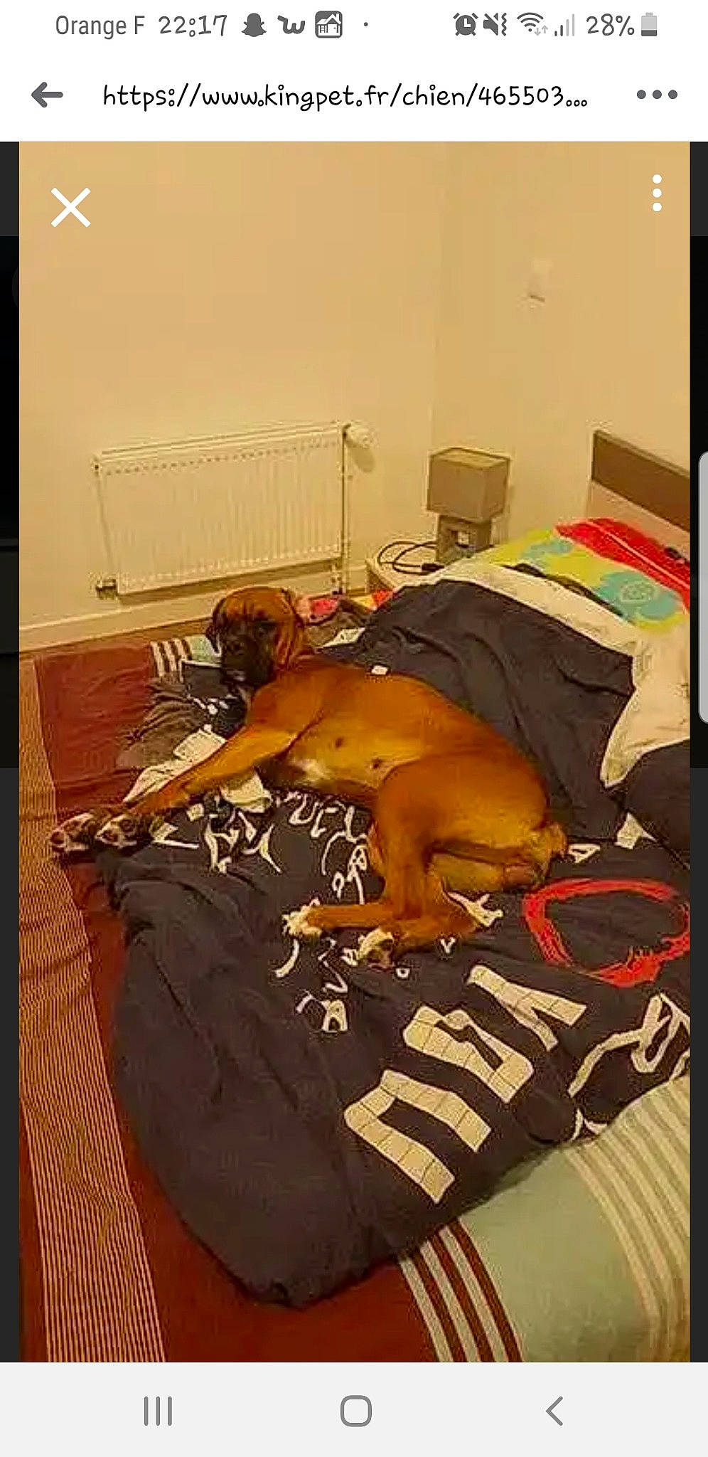 Jalia a rejoint le concours — aidez-le/la à gagner de superbes lots ! canidae, carnivore, dog, dog_breed, fawn, rhodesian_ridgeback, sporting_group, vizsla