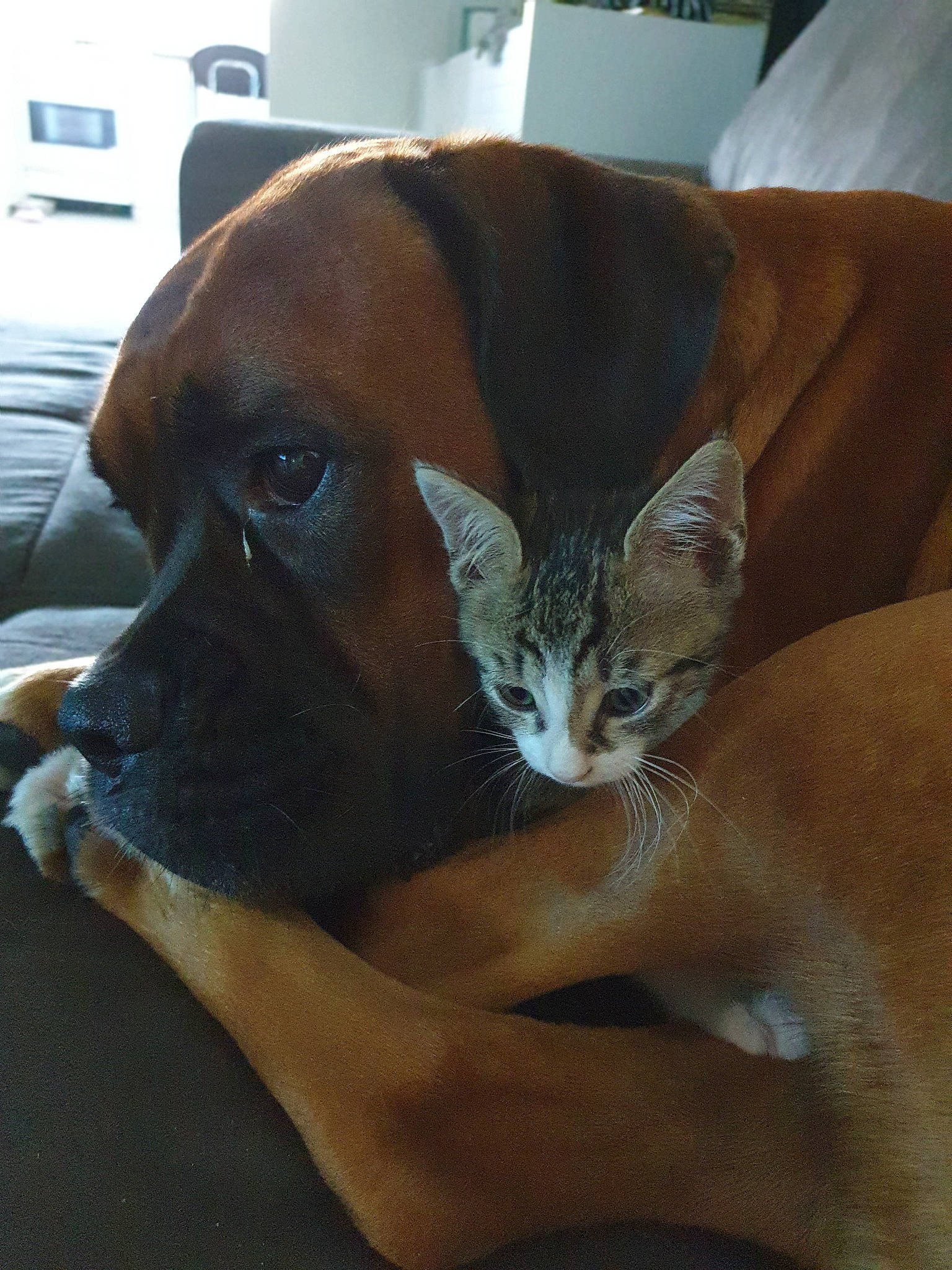 Jalia a rejoint le concours — aidez-le/la à gagner de superbes lots ! boxer, bullmastiff, canidae, carnivore, companion_dog, dog, dog_breed, fawn, mammal, snout, sporting_group, whiskers