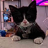kitten, cat, black_and_white, pet, collar, name_tag, indoor, curious, whiskers, face, ears, paws, table, background, television, shelf, decor, household, cute, young