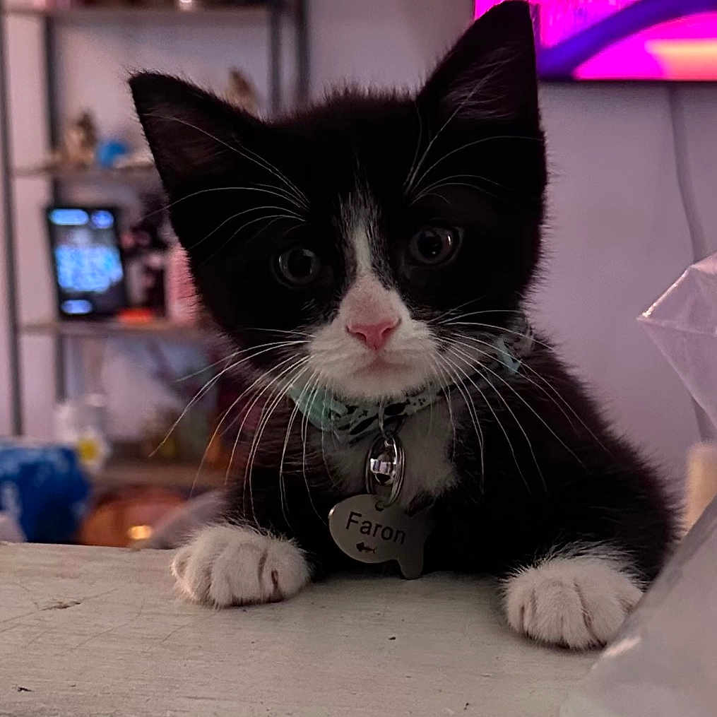 Faron joined the competition — help win amazing prizes! kitten, cat, black_and_white, pet, collar, name_tag, indoor, curious, whiskers, face, ears, paws, table, background, television, shelf, decor, household, cute, young