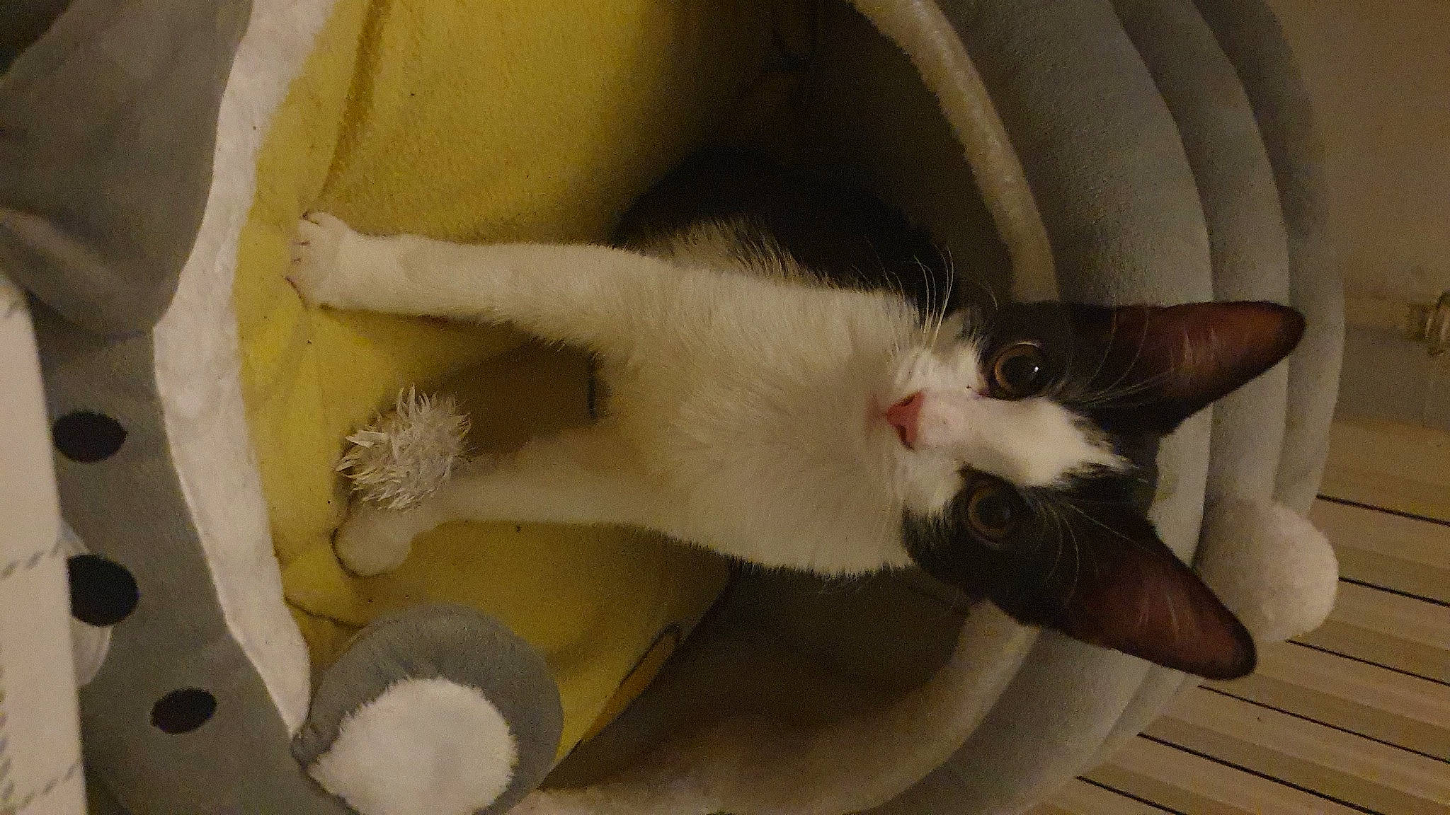 Noctali a rejoint le concours — aidez-le/la à gagner de superbes lots ! carnivore, cat, claw, cockatoo, comfort, domestic_short_haired_cat, ear, fawn, felidae, fur, hardwood, head, paw, small_to_medium_sized_cats, tail, whiskers, wood