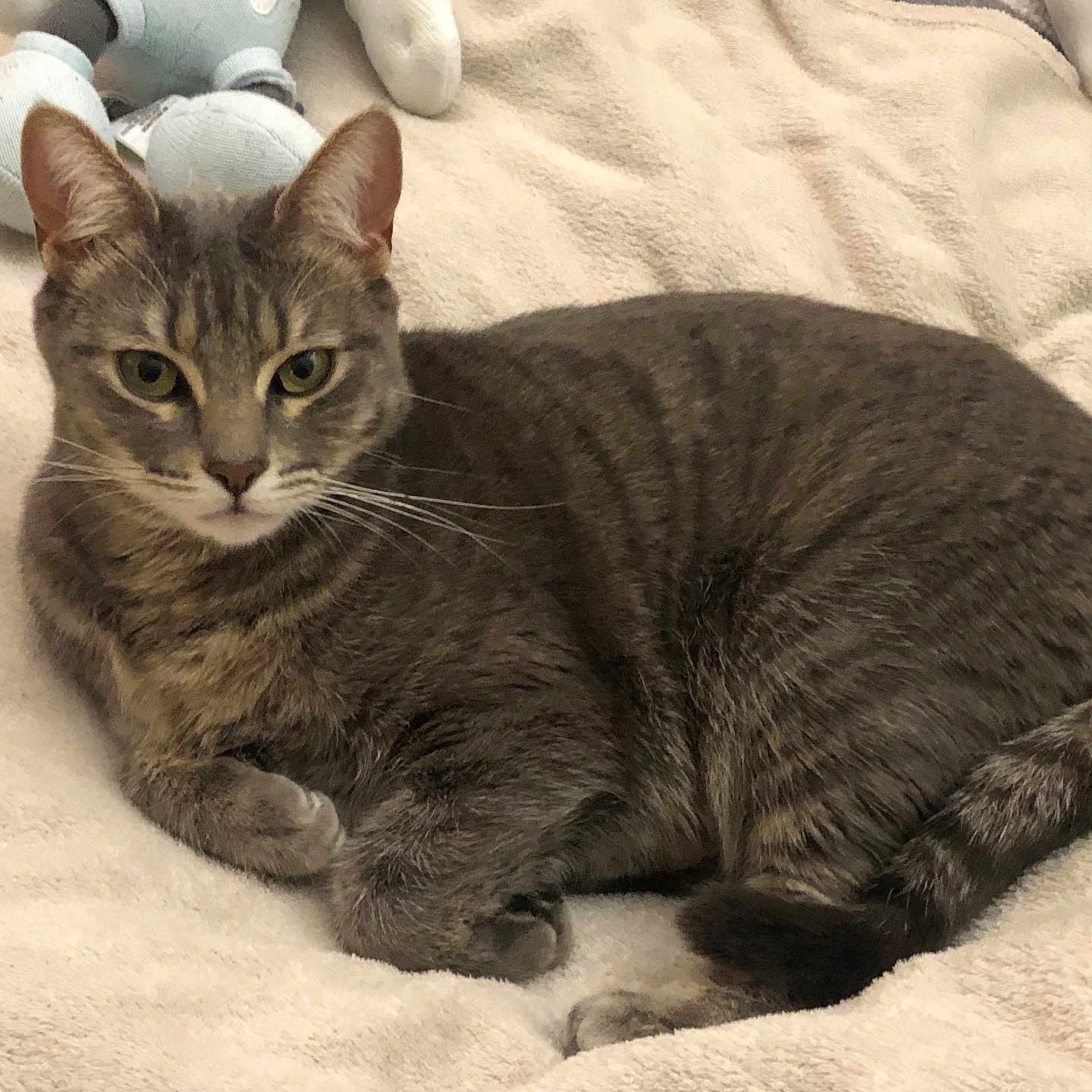 Clochette participe au concours pour gagner de l'argent avec cette photo : abyssinian, animal, blanket, cat, couch, egyptiancat, furniture, kitten, manx, person, pet, sleeping