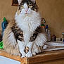 Yoda participe au concours pour gagner de l'argent avec cette photo : cat, fluffy, kitchen, counter, wooden, domestic, pet, feline, green_eyes, portrait, indoor, home, animal, sitting, fur, cute, whiskers, ears, table, household
