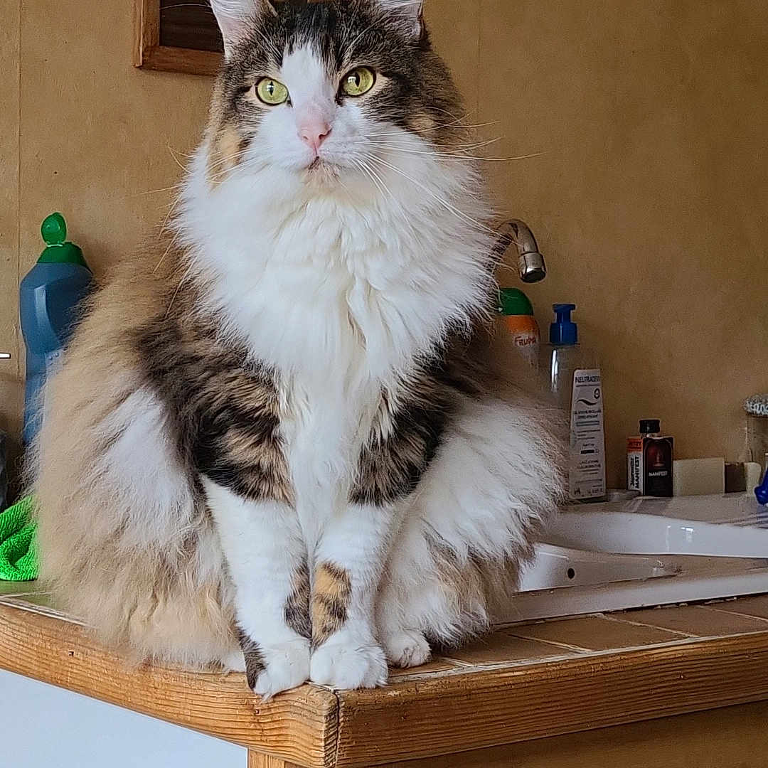 Yoda participe au concours pour gagner de l'argent avec cette photo : animal, cat, counter, cute, domestic, ears, feline, fluffy, fur, green_eyes, home, household, indoor, kitchen, pet, portrait, sitting, table, whiskers, wooden
