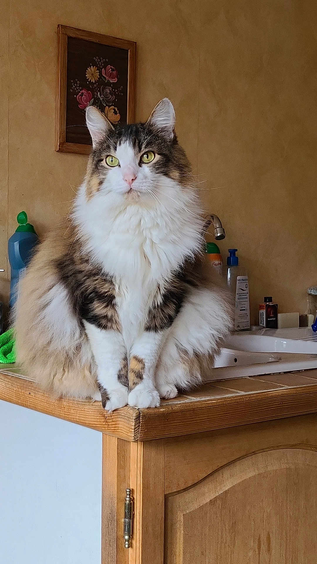 Yoda participe au concours pour gagner de l'argent avec cette photo : cat, fluffy, kitchen, counter, wooden, domestic, pet, feline, green_eyes, portrait, indoor, home, animal, sitting, fur, cute, whiskers, ears, table, household
