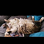 Yoda a rejoint le concours — aidez-le/la à gagner de superbes lots ! cat, fluffy, sleeping, couch, relaxed, indoor, pet, feline, fur, white, brown, tabby, cozy, resting, paws, magazine, cushion, comfort, home, nap