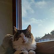 Yoda a rejoint le concours — aidez-le/la à gagner de superbes lots ! cat, windowsill, sunlight, indoor, fluffy, pet, animal, relaxed, feline, whiskers, fur, face, ears, outdoor_view, sky, clouds, window, house, daylight, resting