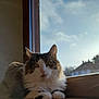 cat, windowsill, sunlight, indoor, fluffy, pet, animal, relaxed, feline, whiskers, fur, face, ears, outdoor_view, sky, clouds, window, house, daylight, resting