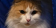 Bubba joined the competition — help win amazing prizes! cat, fluffy, orange_and_white, pet, animal, feline, indoor, toy, tunnel, curious, whiskers, fur, closeup, cozy, carpet, paws, domestic, cute, portrait, relaxed