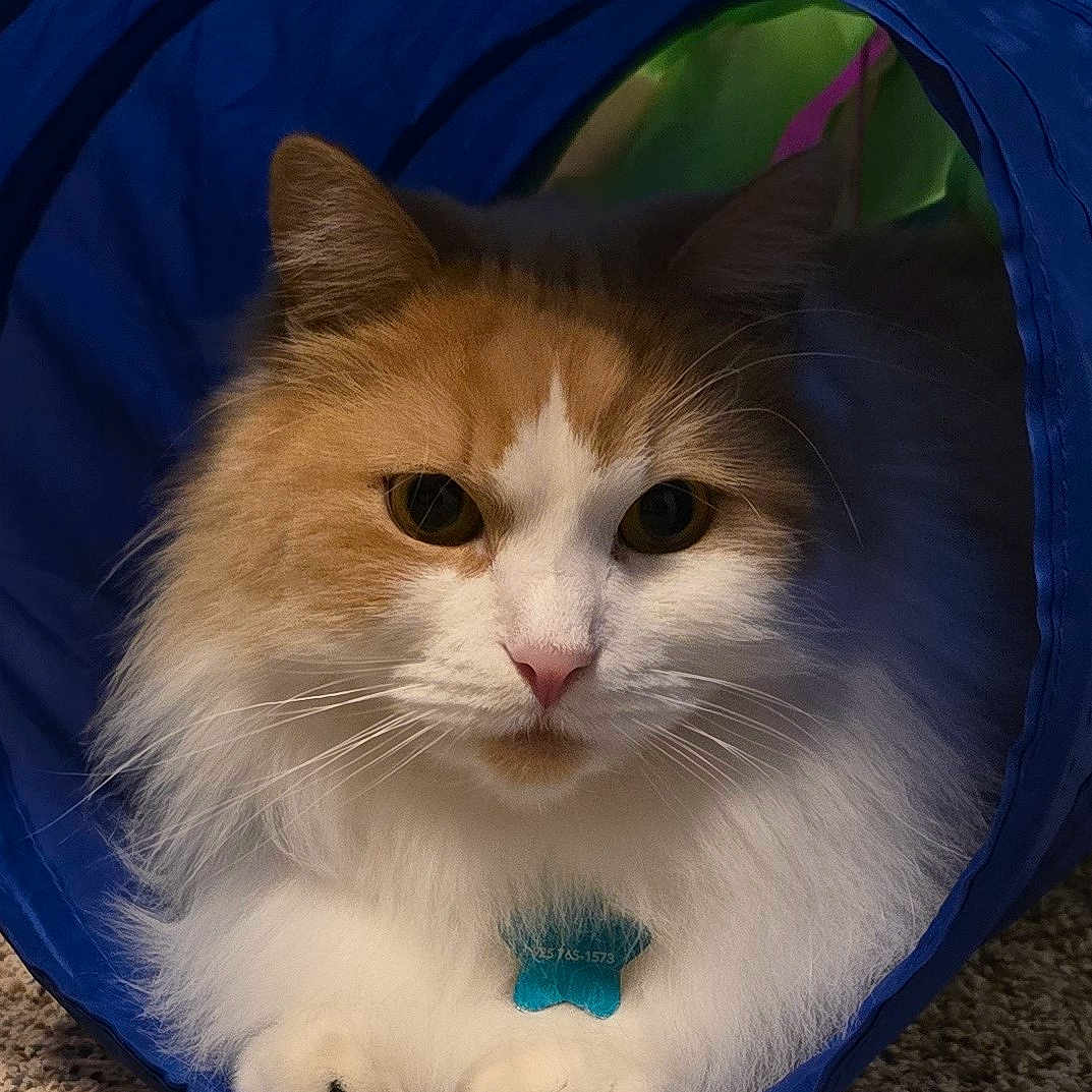 Bubba joined the competition — help win amazing prizes! animal, carpet, cat, closeup, cozy, curious, cute, domestic, feline, fluffy, fur, indoor, orange_and_white, paws, pet, portrait, relaxed, toy, tunnel, whiskers