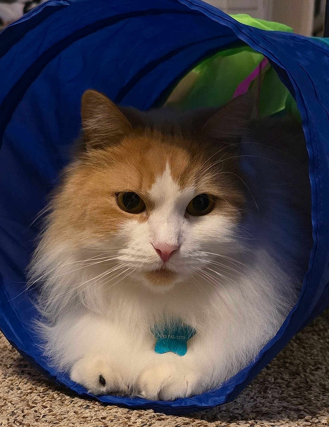 Bubba