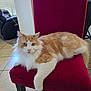 Bubba joined the competition — help win amazing prizes! cat, orange_and_white_cat, fluffy_cat, chair, red_chair, indoor, living_room, tile_floor, pet, feline, cute, relaxed, animal, mammal, whiskers, paw, fur, domestic_cat, looking_at_camera, resting