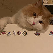 Bubba is registered to the contest to win money with this photo: cat, orange_cat, white_cat, fluffy_cat, pet, animal, indoor, curious, face, paw, ledg, stickers, baseball, sports_logos, closeup, cute, feline, whiskers, pink_nose, head