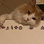 cat, orange_cat, white_cat, fluffy_cat, pet, animal, indoor, curious, face, paw, ledg, stickers, baseball, sports_logos, closeup, cute, feline, whiskers, pink_nose, head