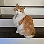 Bubba is registered to the contest to win money with this photo: cat, orange, white, fluffy, stairs, wooden, pet, animal, domestic, curious, sitting, indoor, feline, cute, collar, fur, head_tilt, looking, whiskers, paw