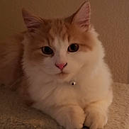 Bubba joined the competition — help win amazing prizes! animal, bell, cat, closeup, collar, cute, ears, feline, fluffy, fur, indoor, orange, paws, pet, portrait, relaxed, resting, soft, whiskers, white