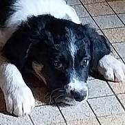 Atlas participe au concours pour gagner de l'argent avec cette photo : puppy, dog, black_and_white, lying_down, floor, tile_floor, pet, canine, young_dog, close_up, animal, paw, cute, domestic_animal, fur, whiskers, indoor, resting, portrait, head
