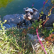 Kesie participe au concours pour gagner de l'argent avec cette photo : dog, schnauzer, leash, grass, plants, rocks, pond, water, reflection, sunlight, shadow, outdoor, nature, greenery, pet, canine, flora, shrub, daylight, curious