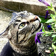 Sofie joined the competition — help win amazing prizes! animal, cat, close_up, concrete, curious, daylight, eye, flower, fur, green_leaves, head, nature, nose, outdoor, pet, plant, profile, purple_flower, tabby, whiskers