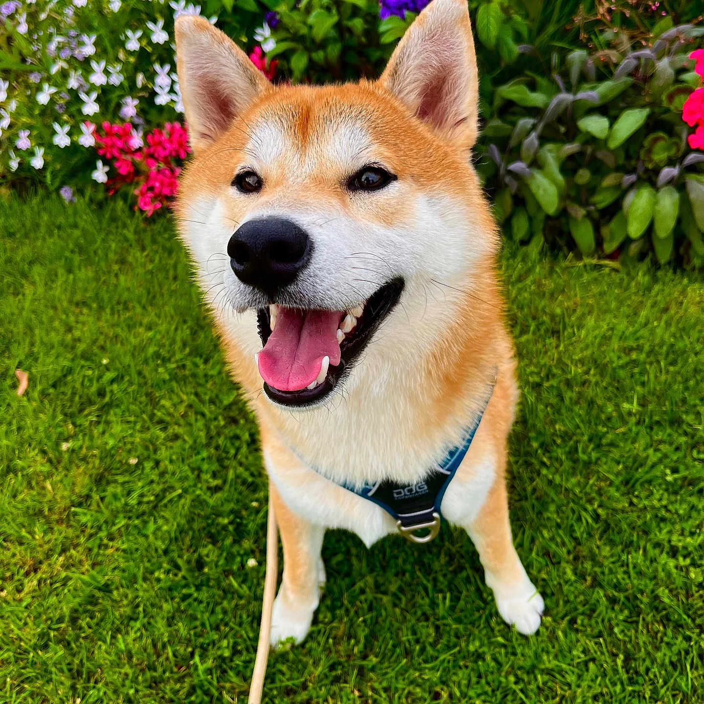Oslo a rejoint le concours — aidez-le/la à gagner de superbes lots ! accessories, animal, canine, dog, flower, geranium, grass, herbal, herbs, husky, lawn, nature, outdoors, pet, petal, plant, pottedplant, purple, strap, vegetation