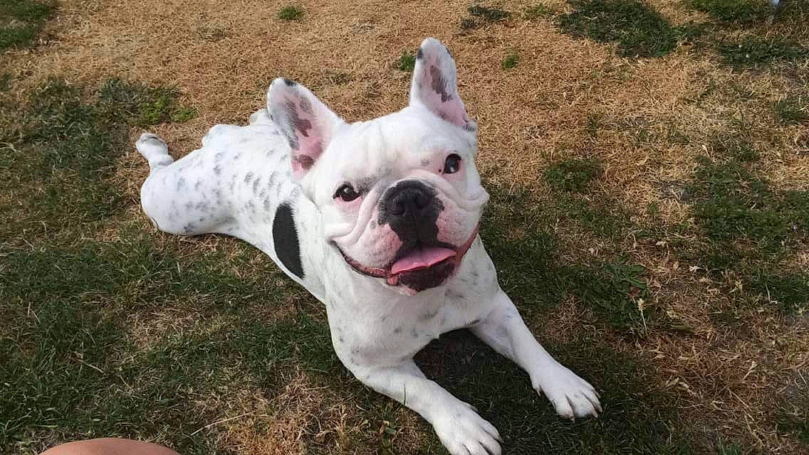 Ginette participe au concours pour gagner de l'argent avec cette photo : bulldog, canidae, carnivore, collar, companion_dog, dog, dog_breed, dogo_guatemalteco, ear, fawn, grass, molosser, non_sporting_group, snout, sporting_group, tail, terrestrial_animal, toy_dog, working_animal