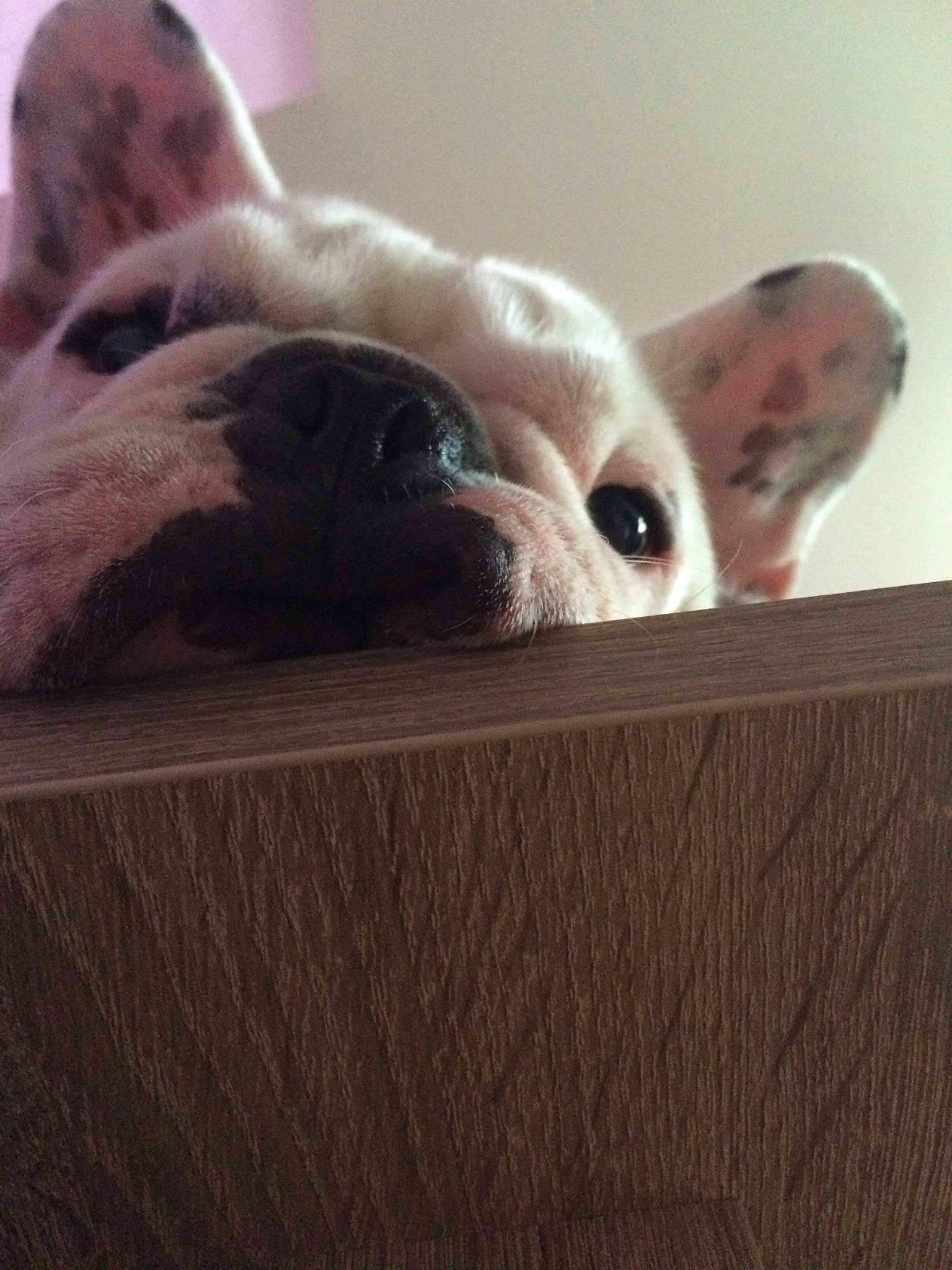 Ginette a rejoint le concours — aidez-le/la à gagner de superbes lots ! canidae, carnivore, comfort, companion_dog, dog, dog_breed, ear, fawn, felidae, foot, fur, paw, small_to_medium_sized_cats, snout, sporting_group, terrestrial_animal, toy_dog, whiskers, wood, working_animal