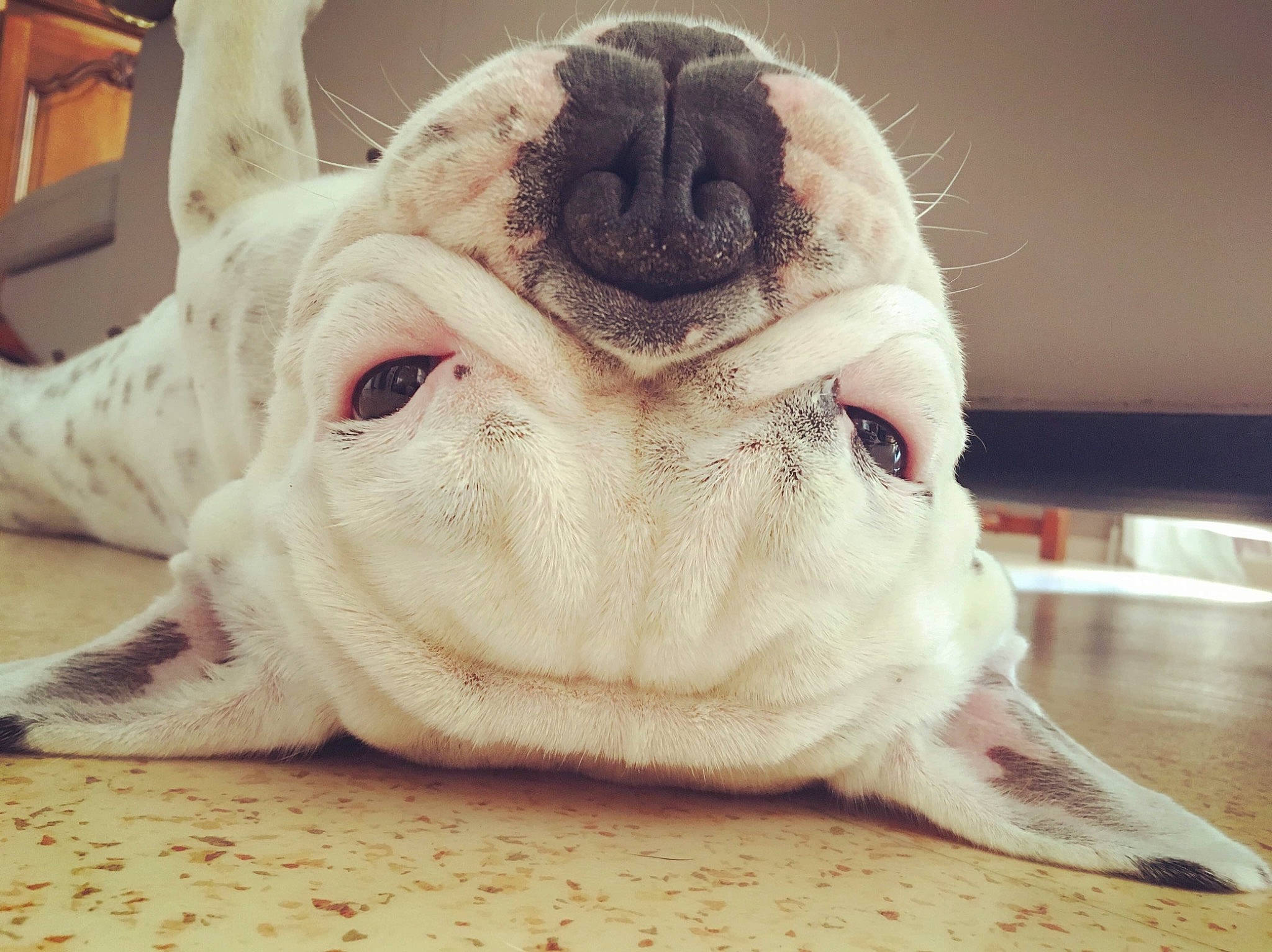 Ginette a rejoint le concours — aidez-le/la à gagner de superbes lots ! ancient_dog_breeds, canidae, carnivore, comfort, companion_dog, dog, dog_breed, eye, fawn, flesh, foot, fur, jaw, non_sporting_group, paw, snout, terrestrial_animal, whiskers, wildlife, wrinkle