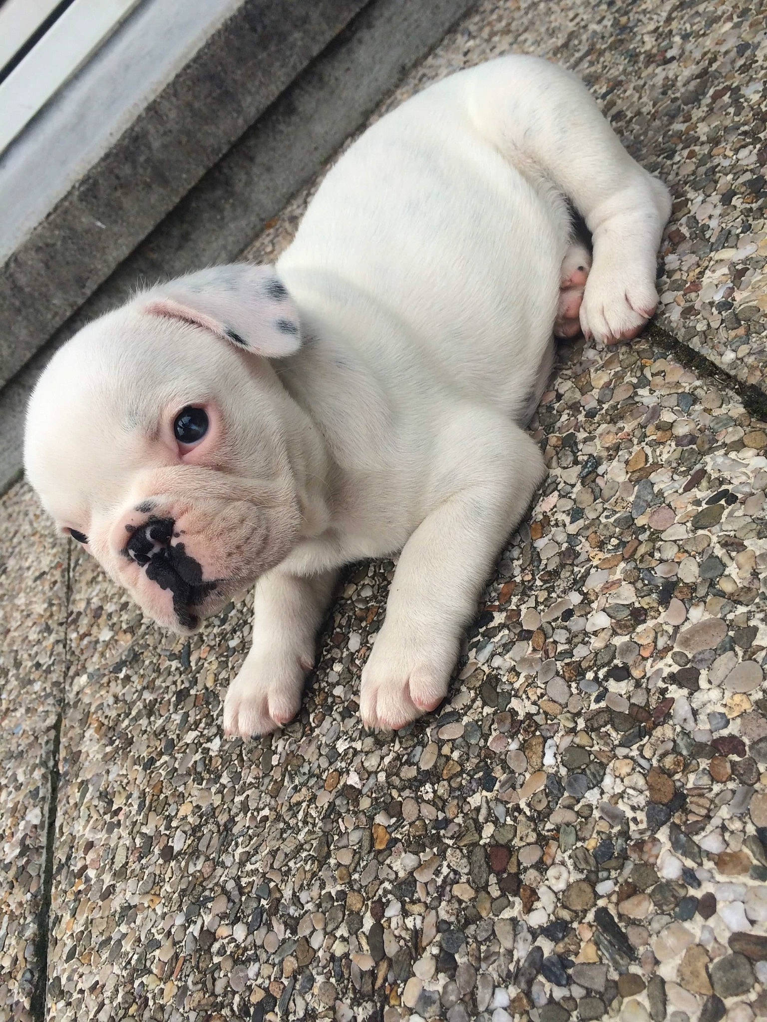 Ginette a rejoint le concours — aidez-le/la à gagner de superbes lots ! bulldog, canidae, carnivore, comfort, companion_dog, dog, dog_breed, fawn, fur, grass, paw, snout, soil, sporting_group, tail, terrestrial_animal, whiskers, wildlife, working_animal, wrinkle