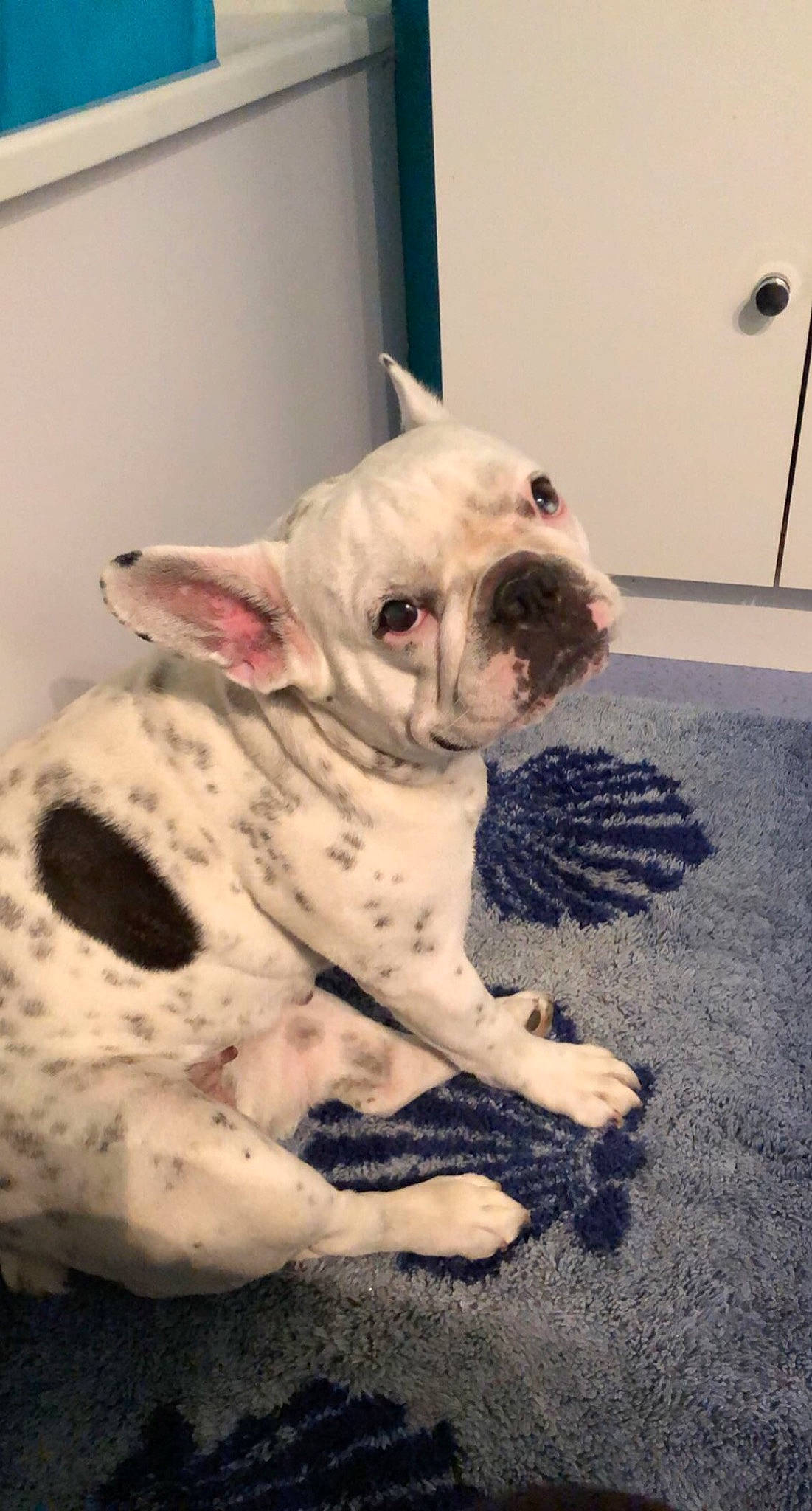 Ginette a rejoint le concours — aidez-le/la à gagner de superbes lots ! bulldog, canidae, carnivore, comfort, companion_dog, dog, dog_breed, ear, fawn, flooring, fur, molosser, non_sporting_group, snout, sporting_group, terrestrial_animal, toy_dog, whiskers, working_animal, wrinkle