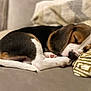 animal, beagle, black, blanket, brown, couch, cozy, cute, dog, fur, indoor, paw, pet, puppy, relaxation, resting, sleeping, snuggle, white, young