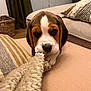 animal, beagle, blanket, cozy, cushion, cute, dog, ears, eyes, fur, furniture, indoor, living_room, mouth, nose, pet, playing, puppy, sofa, tug
