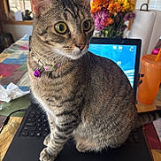Luna joined the competition — help win amazing prizes! cat, tabby_cat, laptop, indoor, table, quilted_tablecloth, flower_bouquet, purple_bell_collar, orange_cup, computer_screen, window, wooden_frame, paper_towel, cord, whiskers, curious, pet, domestic_animal, houseplant, colorful