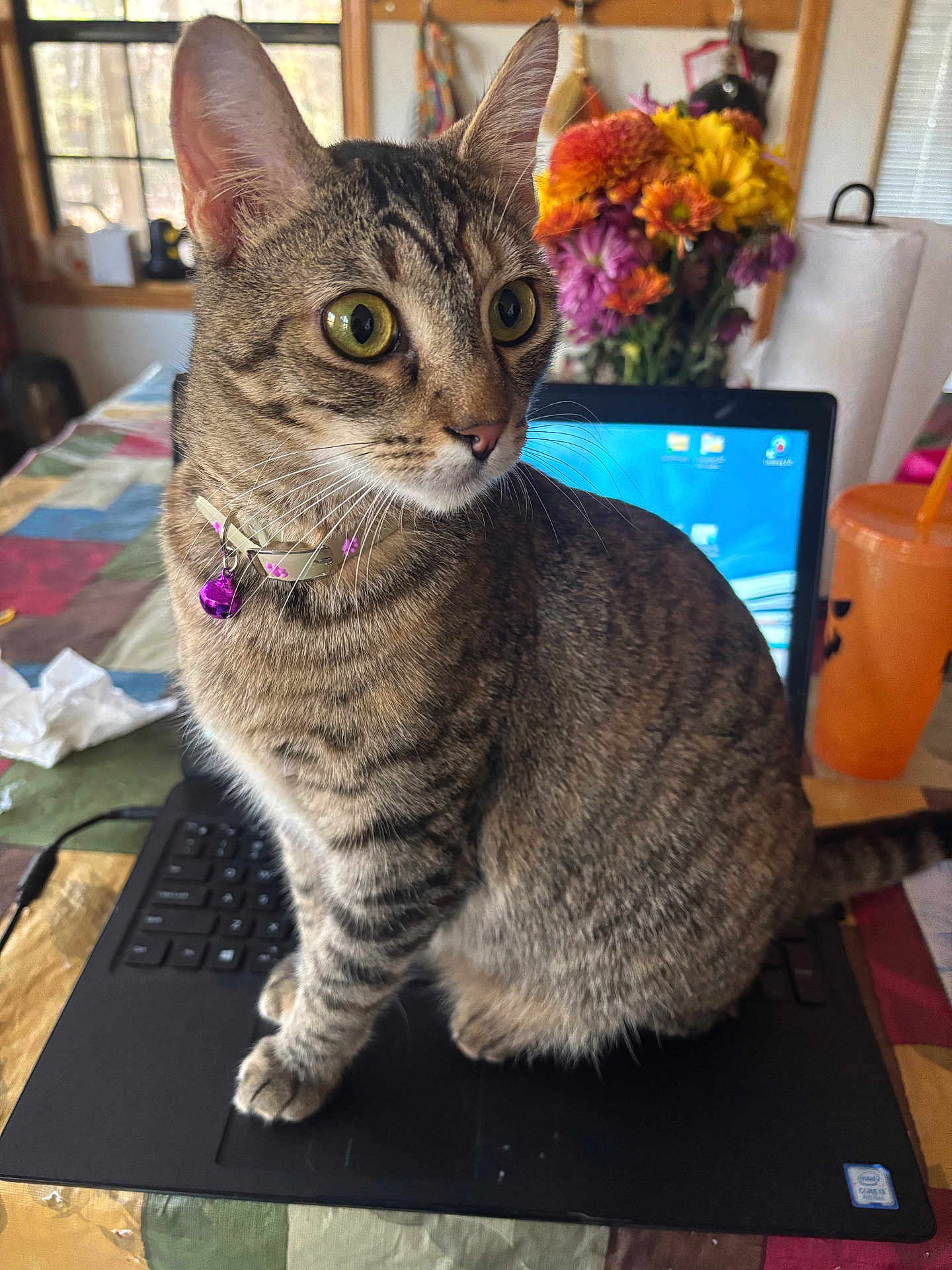 Luna joined the competition — help win amazing prizes! cat, tabby_cat, laptop, indoor, table, quilted_tablecloth, flower_bouquet, purple_bell_collar, orange_cup, computer_screen, window, wooden_frame, paper_towel, cord, whiskers, curious, pet, domestic_animal, houseplant, colorful